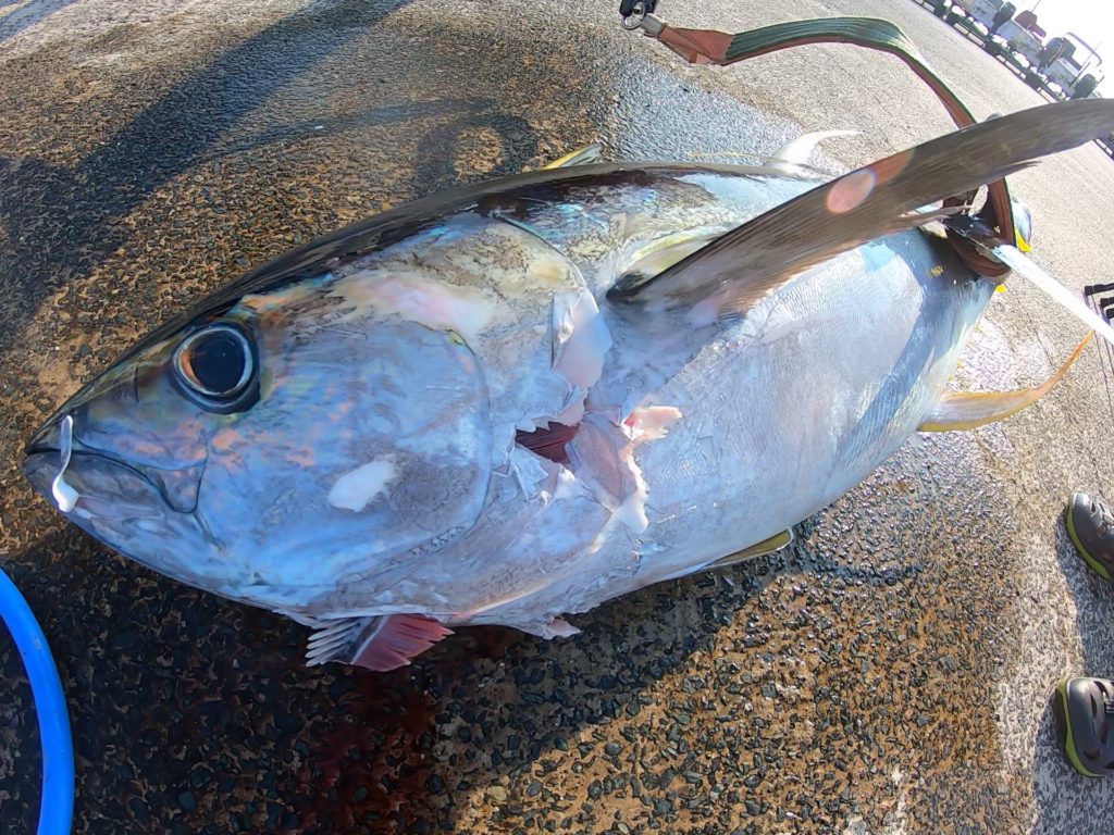 マグロ素人が 釣って食べる まで備忘録31項目 手巻き深海 専門店