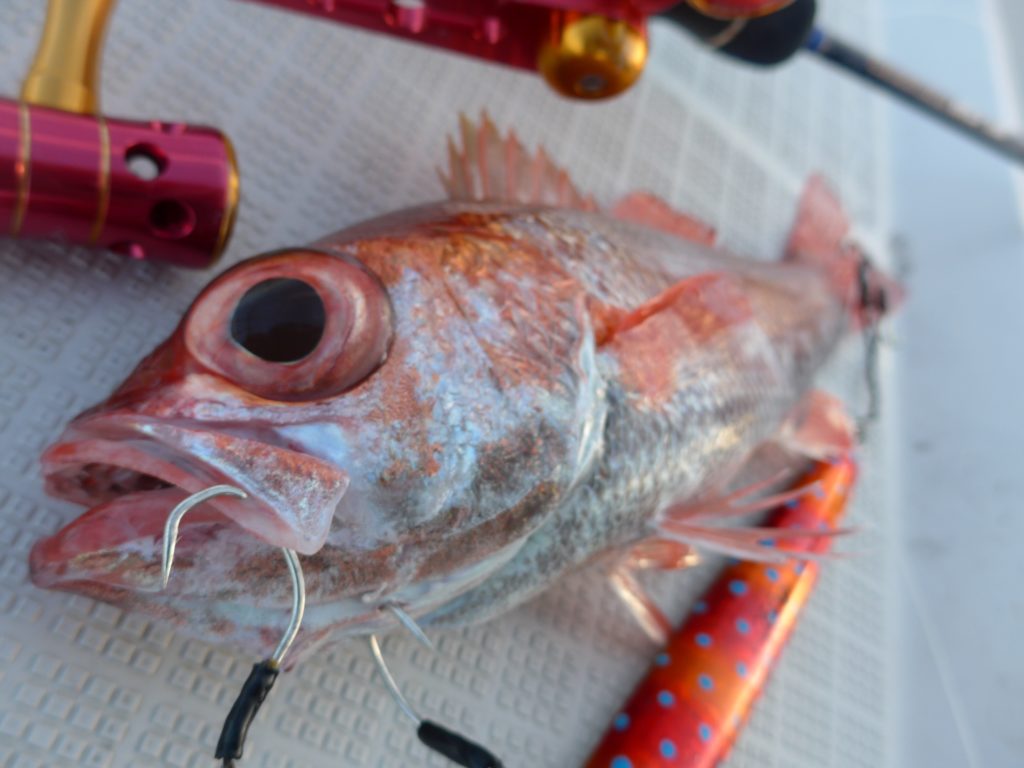 アカムツをまず1匹釣るためには 手巻き深海 専門店